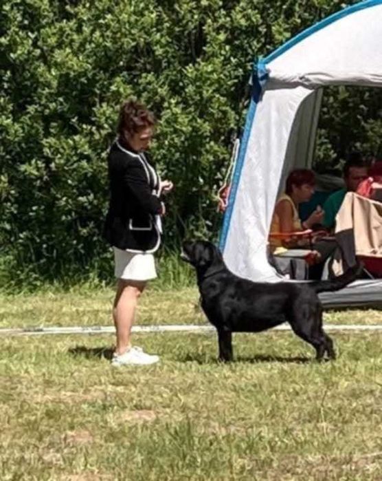 Labrador Retriever ZKwP piękne  szczenięta z domowej hodowli ZKwP FCI