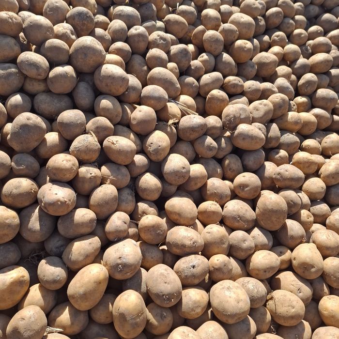 OKAZJA sadzeniak GALA