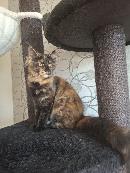 Sprzedam śliczną kotkę Maine Coon