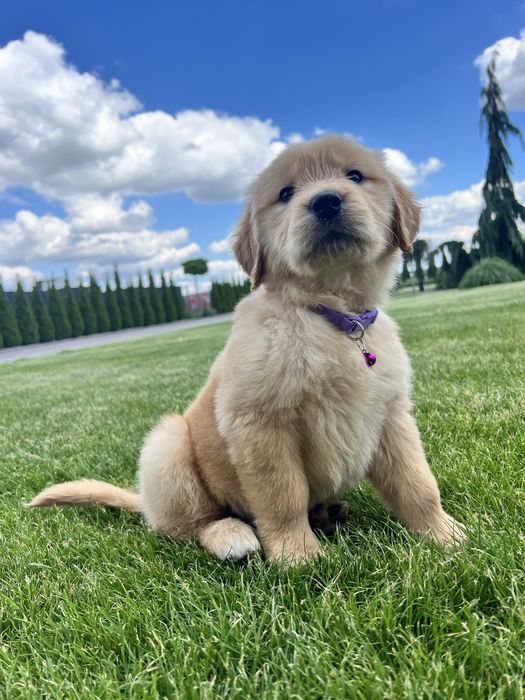 Piesek kremowy samiec pies Golden Retriever z rodowodem