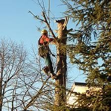 Зрізання аварійних дерев