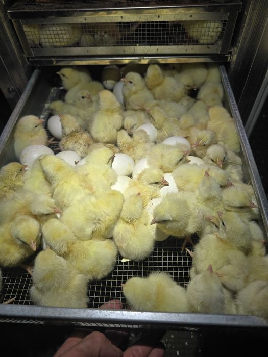 Kurczęta leghorn, leghorny