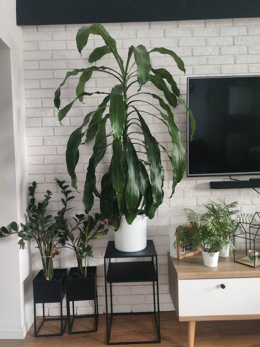Dracena juka domowa kwiat doniczkowy kwiatek osłonka ceramiczna donicz