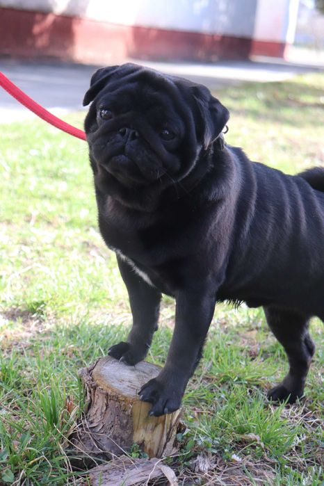 Черный мопсик КСУ