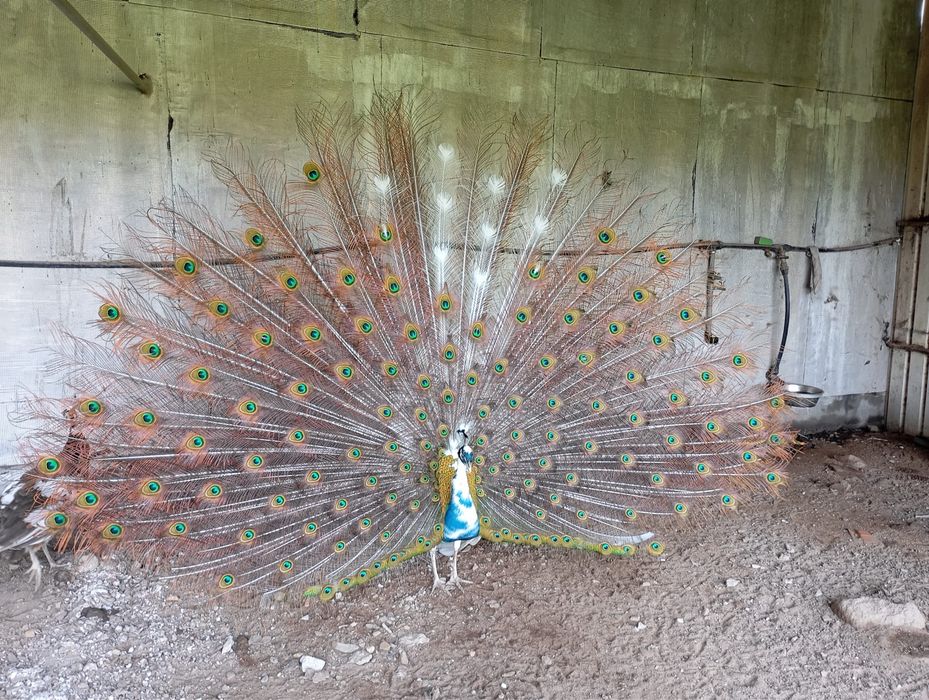 Ovos pavão azul, verde e alerquin