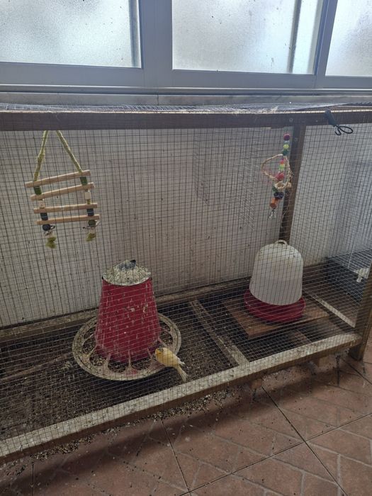 Canários e hibridos