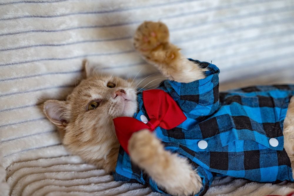 Котик Сантьяго ждёт тебя