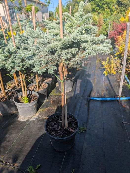 Ялина колюча Glauca Globosa - 1250грн