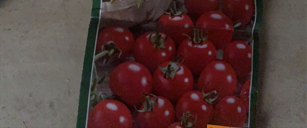 Sadzonki pomidorow  red cherry koralik
