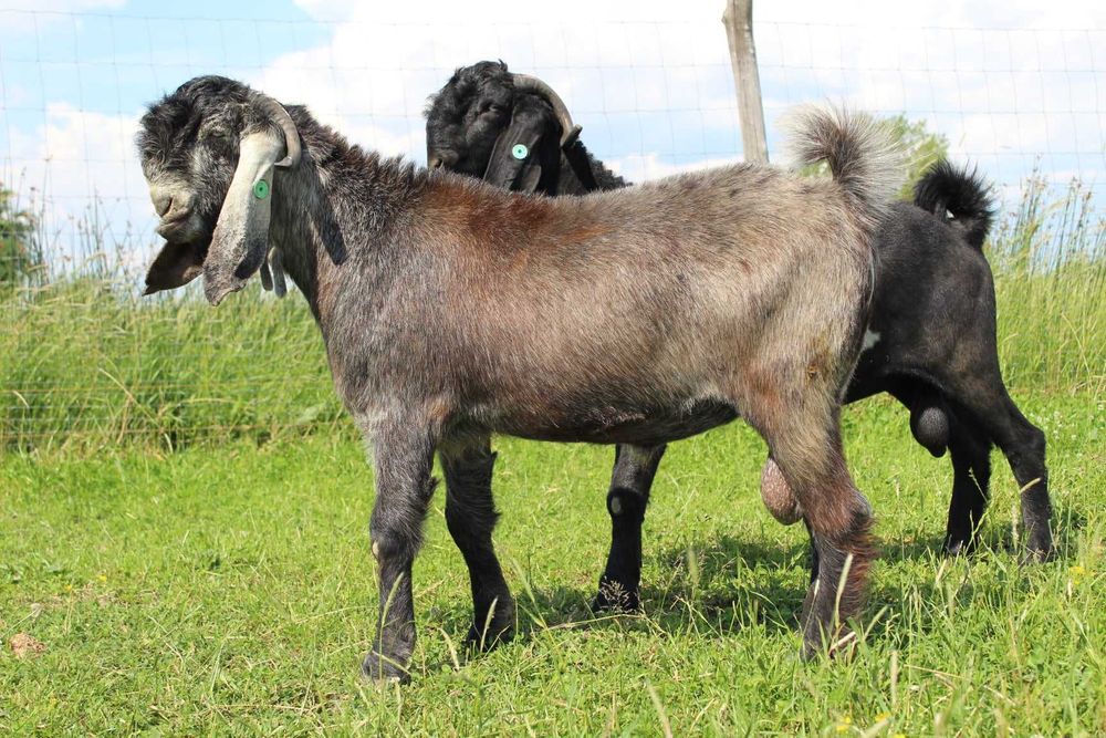 Кози козенята Шамі