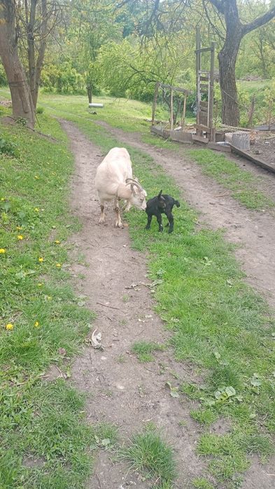 Продам козочку первістку з козликом, с. Черняхів, 1000 грн.