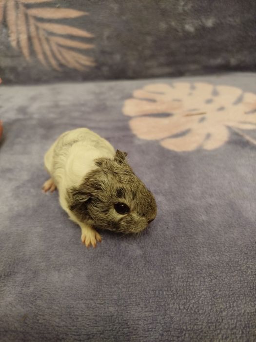 Американский  Тедді