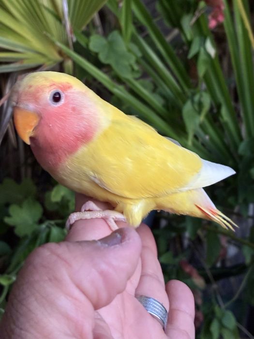 Agapornis domesticado