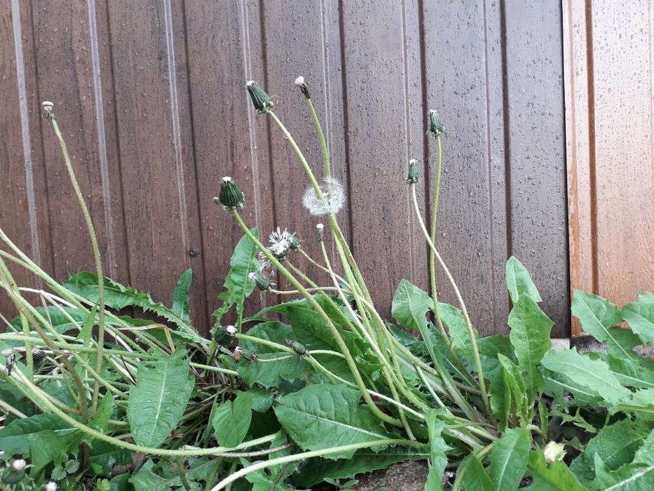 Blacha , podbitka 38 zł/m2 brutto , podsufitka t-7 drewnopodobna