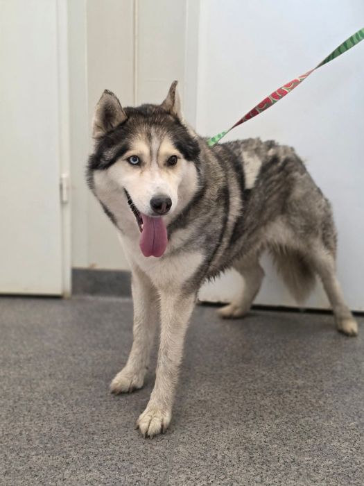 Myszków Mrzygłód znaleziono suczkę w typie Husky!