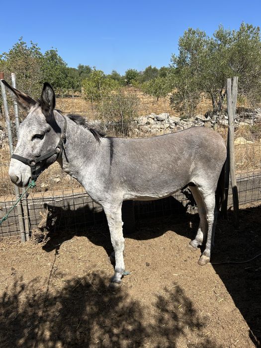Burro montado e engatado