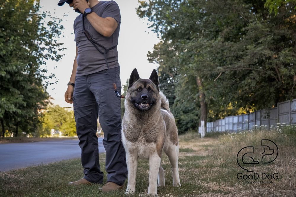 Поводок для собак | Повідець для собаки