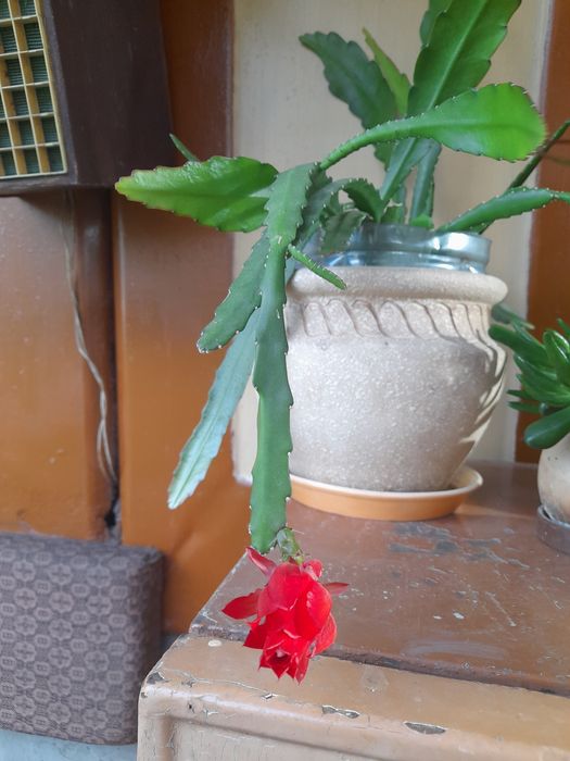 Растения для открытых площадок и офисов,большие и нарядные