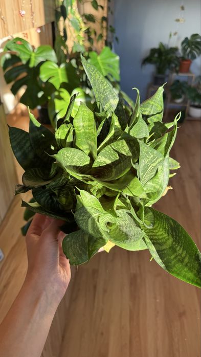 Sansevieria Hahnii roślina doniczkowa
