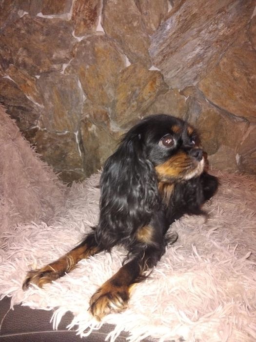 Cavalier King Charles spaniel, suczka