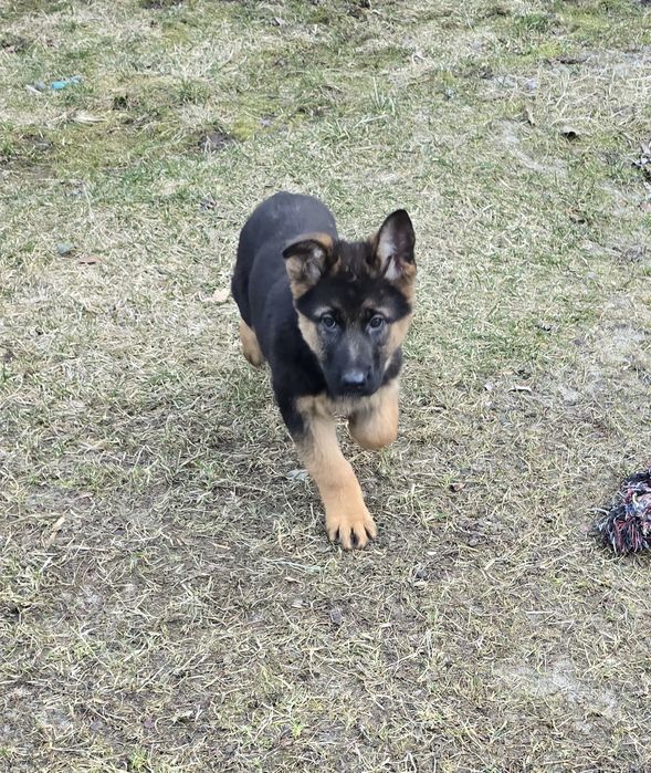 Owczarek Niemiecki Krótkowłosy