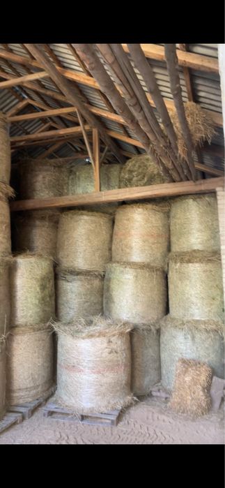 Siano w belach 120x120 zbiór 2025