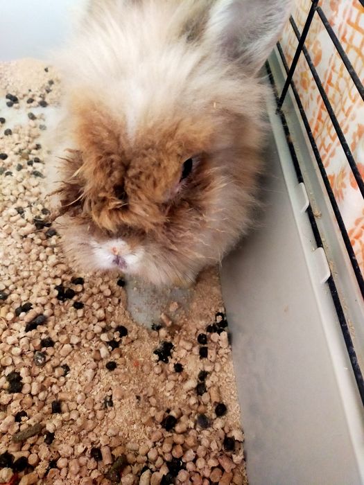 Кролик львиноголовый