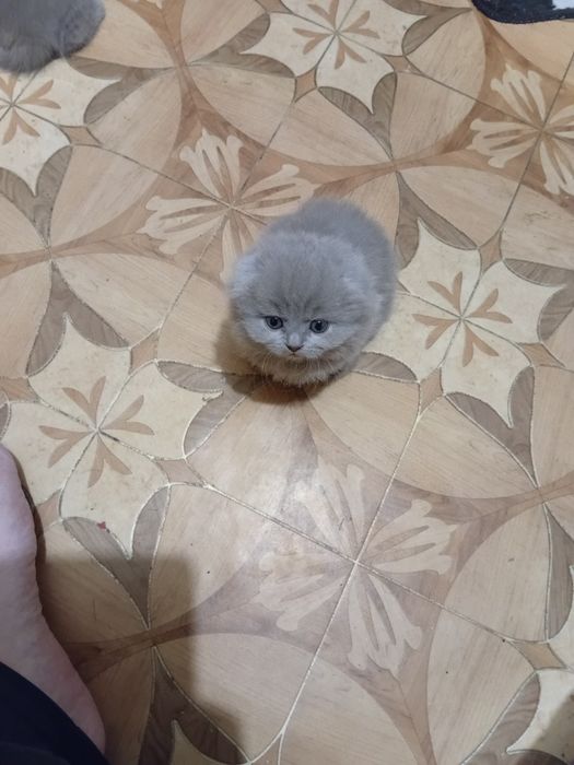 Шотландское счастье