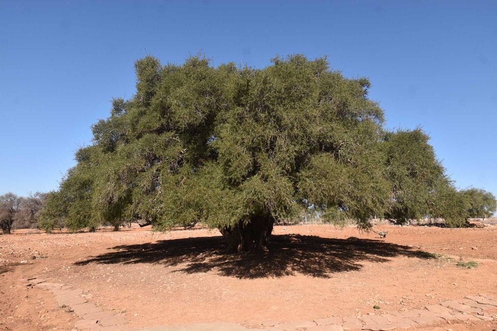 argania spinosa argania żelazna, argan, owoce siewne, świeże z Maroko