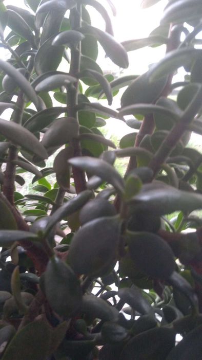 Денежное дерево (красула)