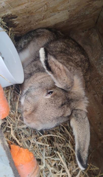 Sprzedam króliki (19 królików )