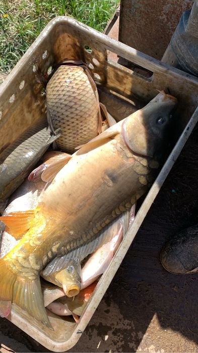 Жива риба (товарна, личинка, мальок, зарибок)