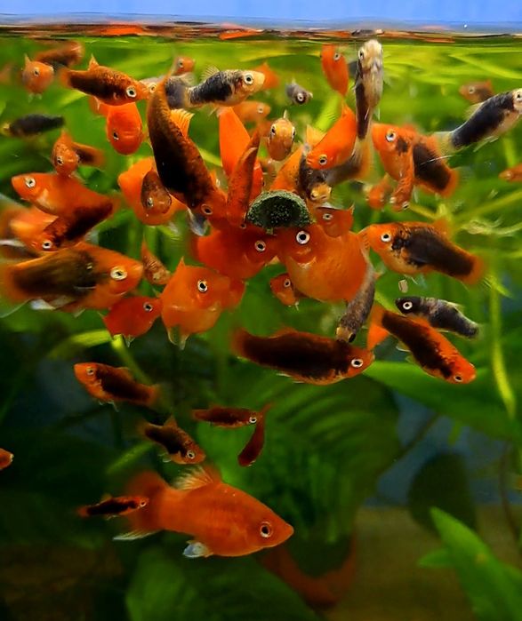 Platys vermelhos sortidos