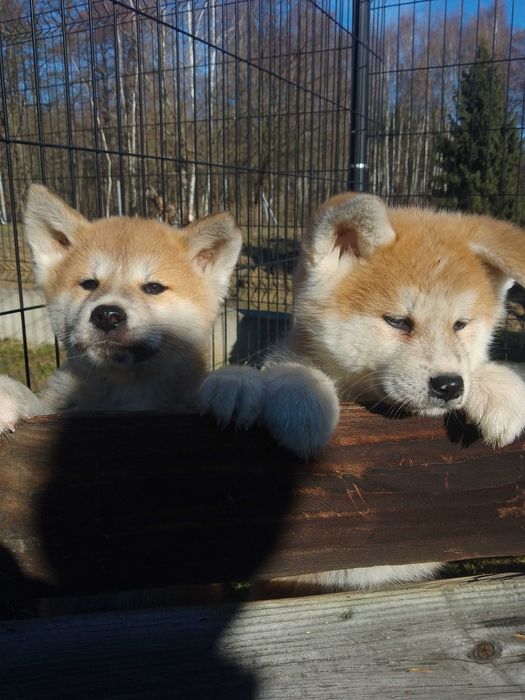 Akita Inu szczeniak.