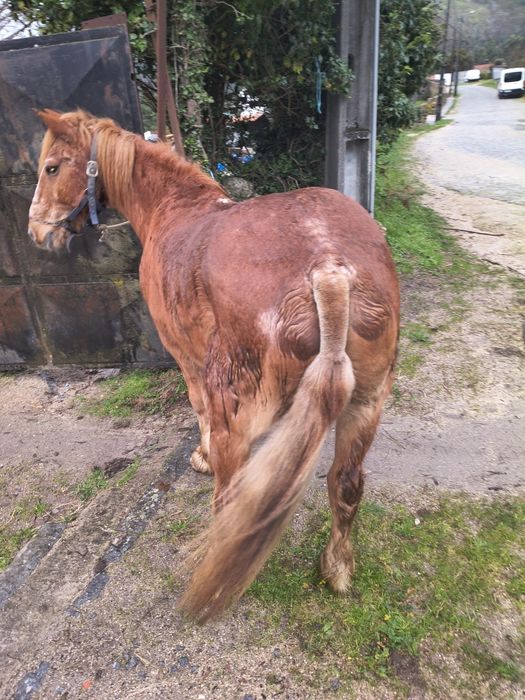 Cavalinho bretão pra venda