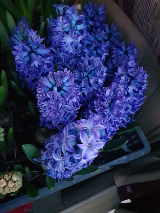 Крокуси й Гіацинт на 8 березня