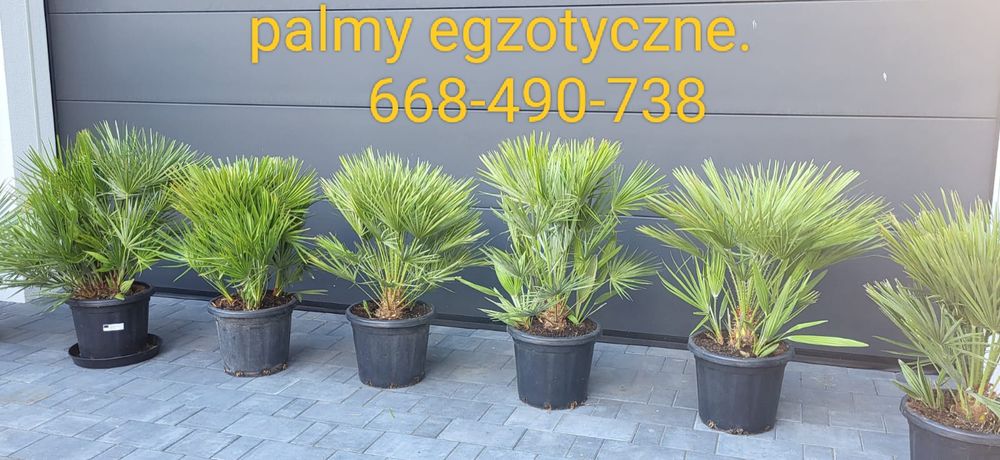Palma Karlatka Chamaerops Humilis