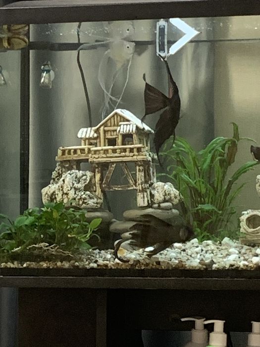 Акваріумістика Хмельницикий