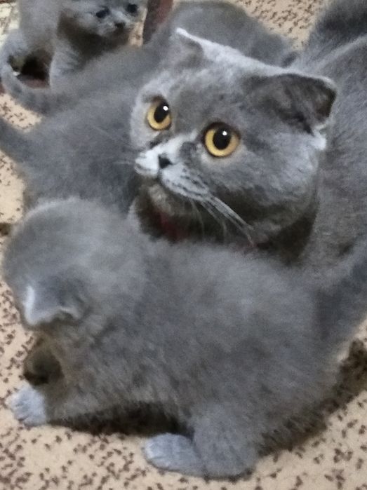 Продам британських кошенят
