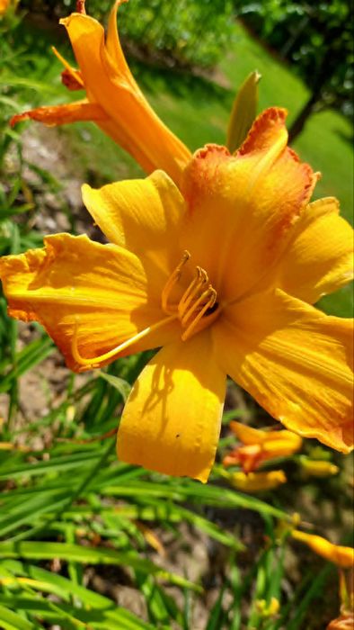 Liliowce wielkokwiatowe.