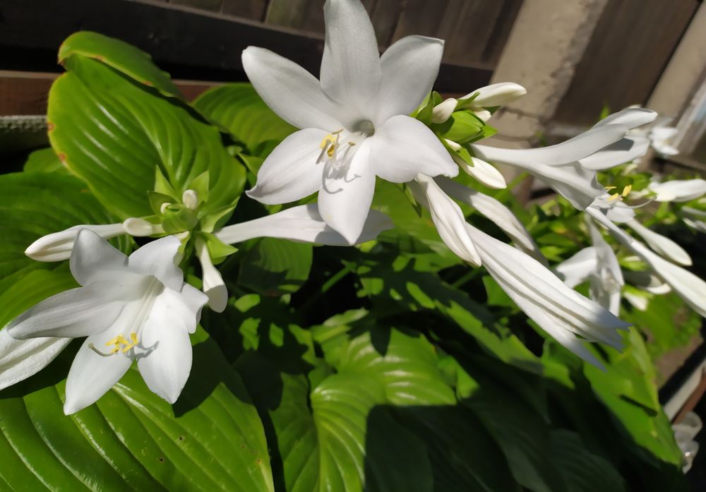 Коврики на гірку, хоста, армерія, примула, кам'яна роза молодило.