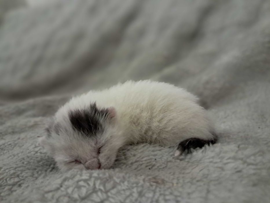 (ZAREZERWOWANA]Mały kotek szuka domu