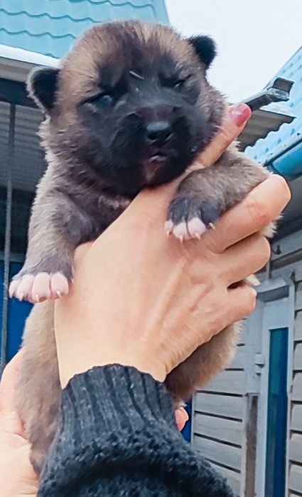 Малюки німецької вівчарки