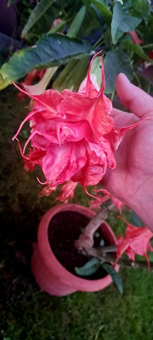 Brugmansja Datura