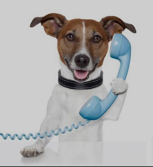 Ветеринар, Ветеринарний лікар на дім, Виклик ветеринара.