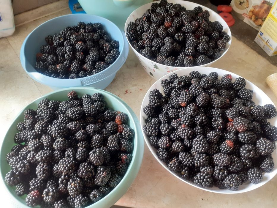 ZIELONE Orzechy Włoskie i Różne Owoce