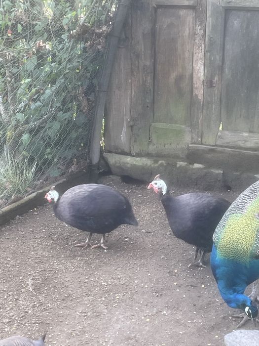 Fracas, Ganso, Pato Mudo