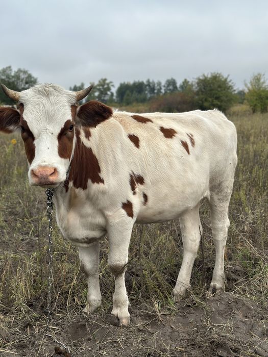 Продам корову 18 місяців