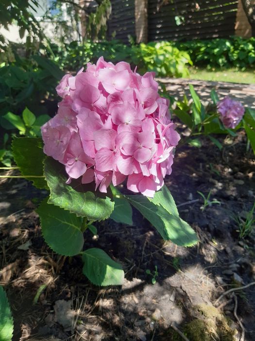 Продам  гортензия садовая розовая