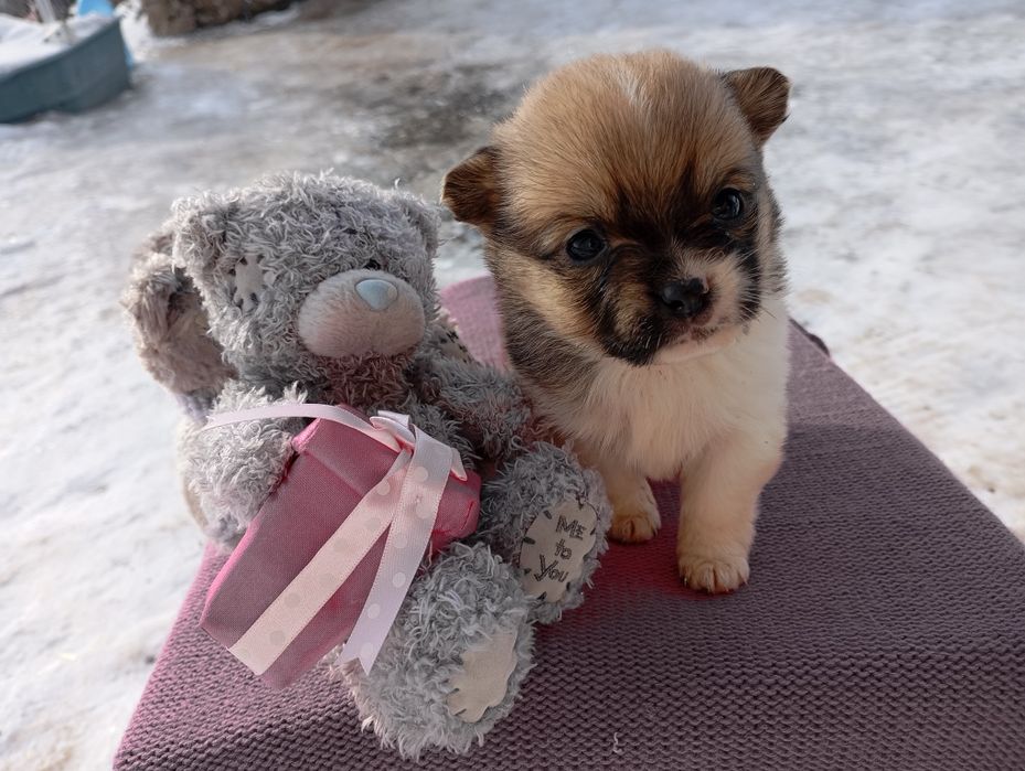 Дівчинка пікінес